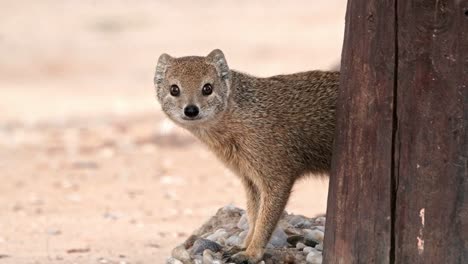 yellow mongoose in the kalahari of south africa, peeking around a corner and then walking away