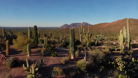 vast saguaro cactus desert landscape under a clear sky