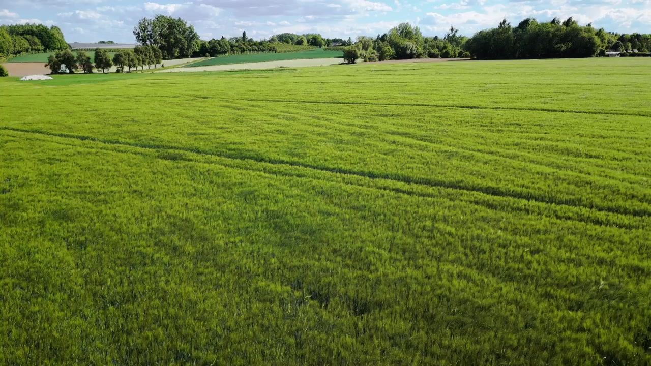 Survol par drone aérien d'un champ d'orge verdoyant et luxuriant, le vent créant des motifs ondulants et doux à travers la végétation, mettant en valeur le mouvement naturel et le paysage agricole.