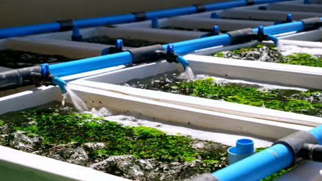 PVC-taps-release-sea-water-into-abalone-tanks-filled-with-seaweed,-aquafarming