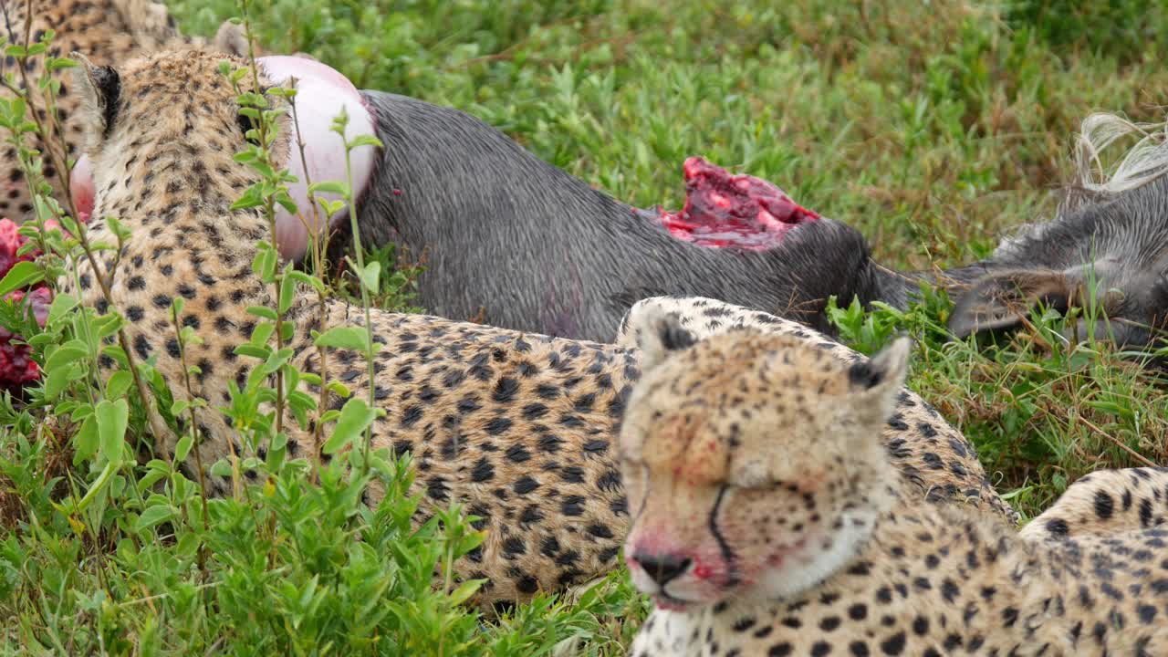 Leopard wildlife feline animals eating live catch bison Tanzania wild safari