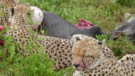 leopard wildlife feline animals eating live catch bison tanzania wild safari