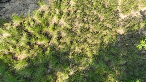 Left-motion-over-the-dune-grass