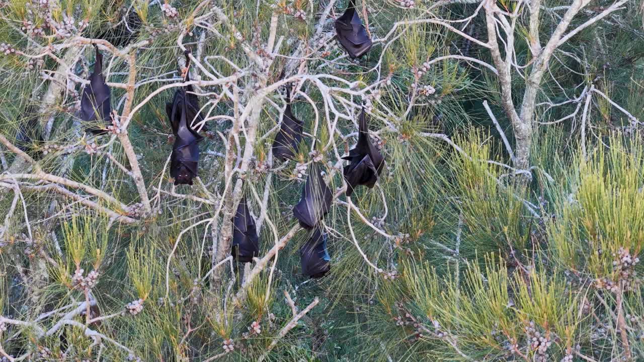 Black flying foxes hang from tree branches in Gold Coast, Australia. Natural lighting highlights their unique resting behavior