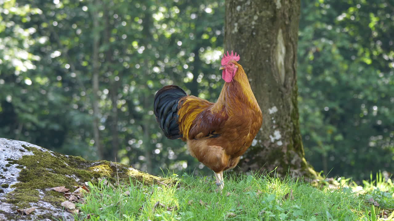 gallina salvaje europea descansando en un campo de hierba con bosque en el fondo, de cerca