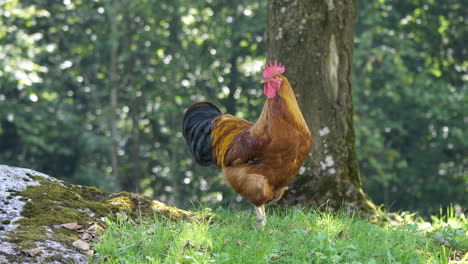 european wild chicken hen resting on grass field with forest in background,close up