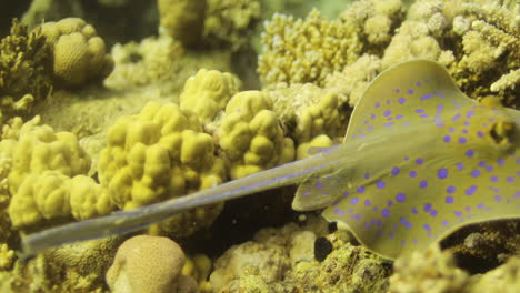 bluespotted stingray in the red sea beside the coral reef