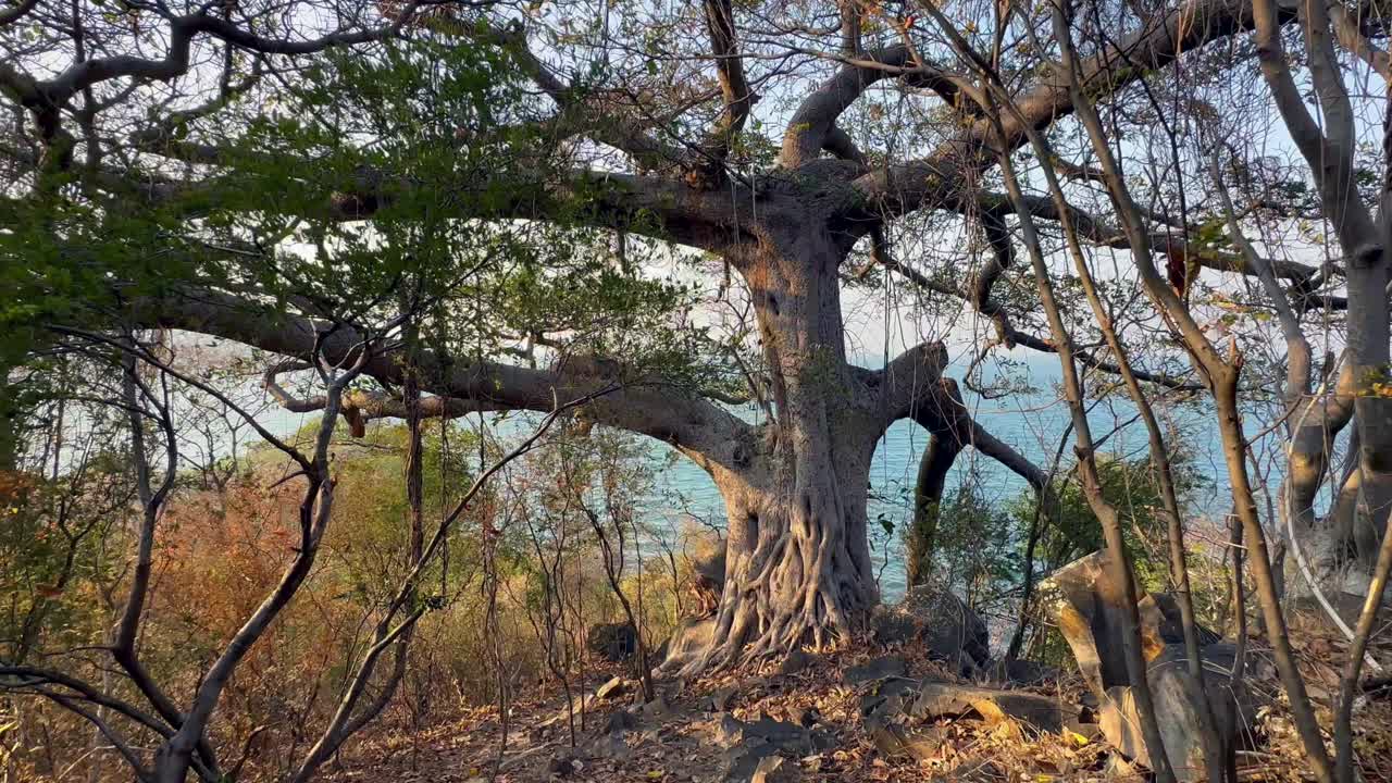 말라위 호수에 있는 난코마 섬에 있는 거대한 고대 무화과나무.