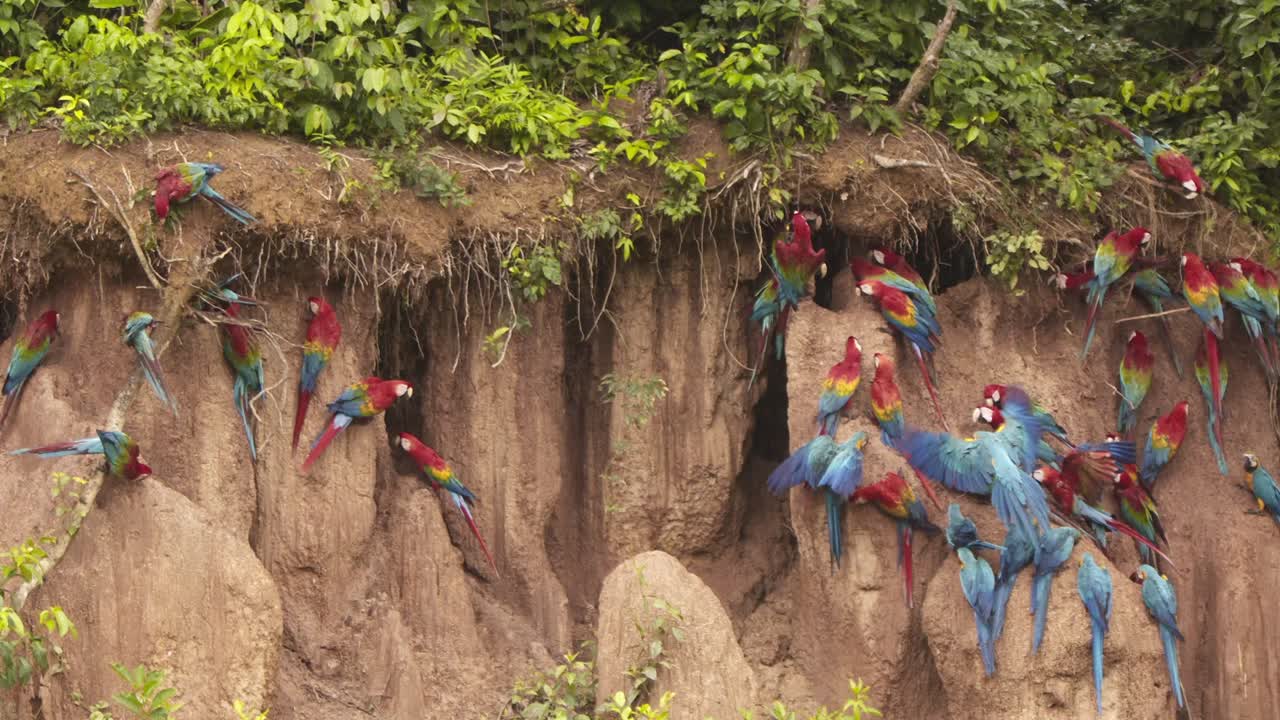 Flocks of scarlet and blue-yellow macaws gathered on Peru's Chuncho Clay Lick, vibrant in slow motion.