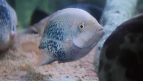 Peces tropicales en acuario