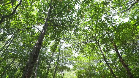 tilt-down-shot-of-Mangrove-forest-with-red-walkway