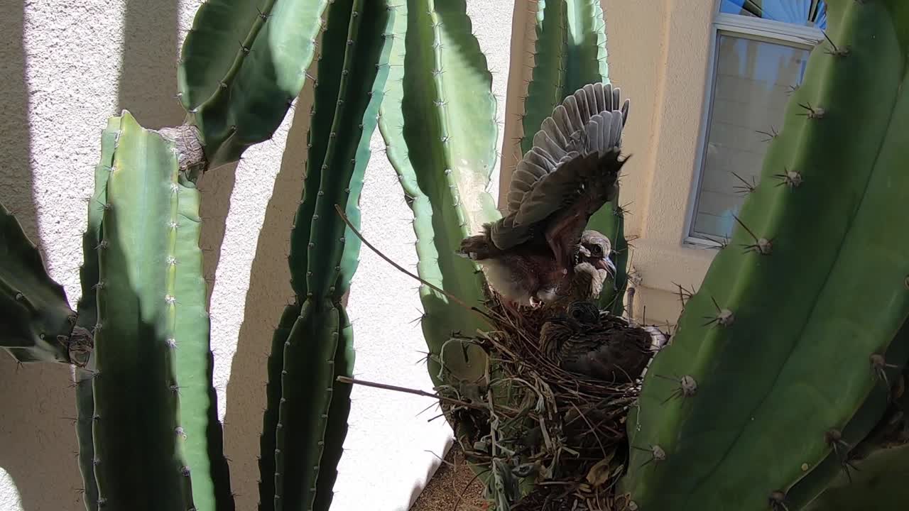 A baby bird sitting on a nest suddenly startles raising its wings and puffs itself up to appear larger