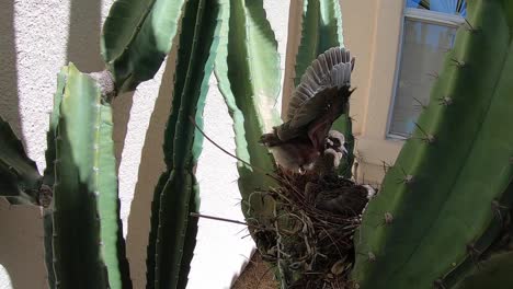 a baby bird sitting on a nest suddenly startles raising its wings and puffs itself up to appear larger