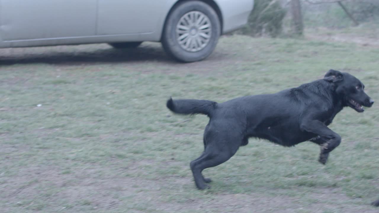 개들이 놀고 있어
