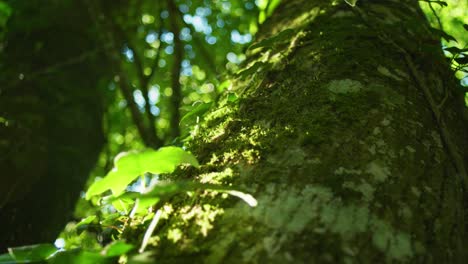 4K-still-shot-of-a-tree-from-up-close,-focusing-on-the-foreground-and-then-slowly-to-the-top-of-the-tree