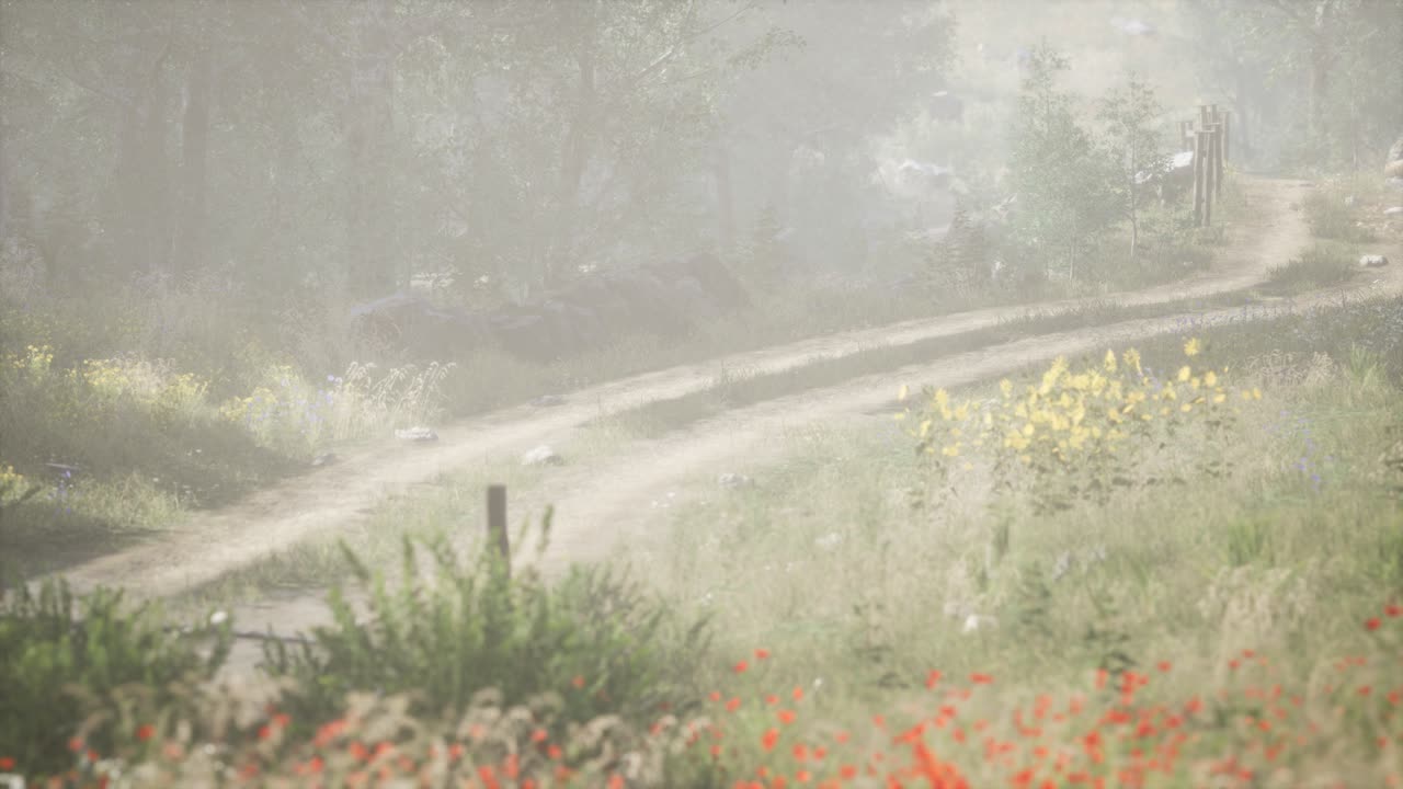 안개 가 가득 한 여름 아침 에  ⁇ 나무 들 에 들어오는  ⁇ 빛