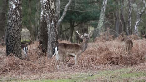 deer in the new forest clip 22