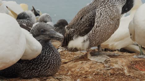 Flock-of-gannet-birds-on-rocky-coast-on-windy-day,-close-up-view