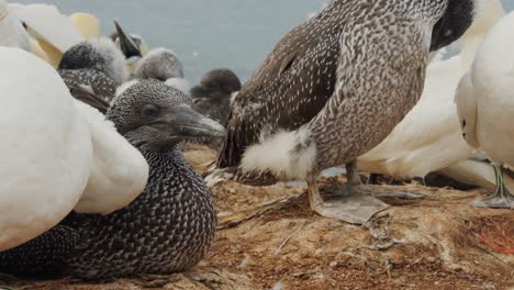 flock of gannet birds on rocky coast on windy day, close up view