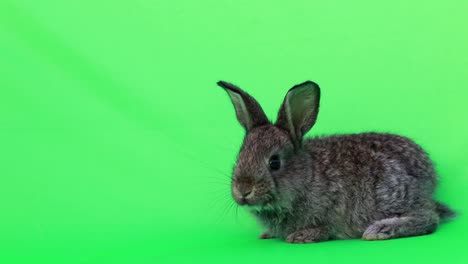 small grey rabbit on green screen
