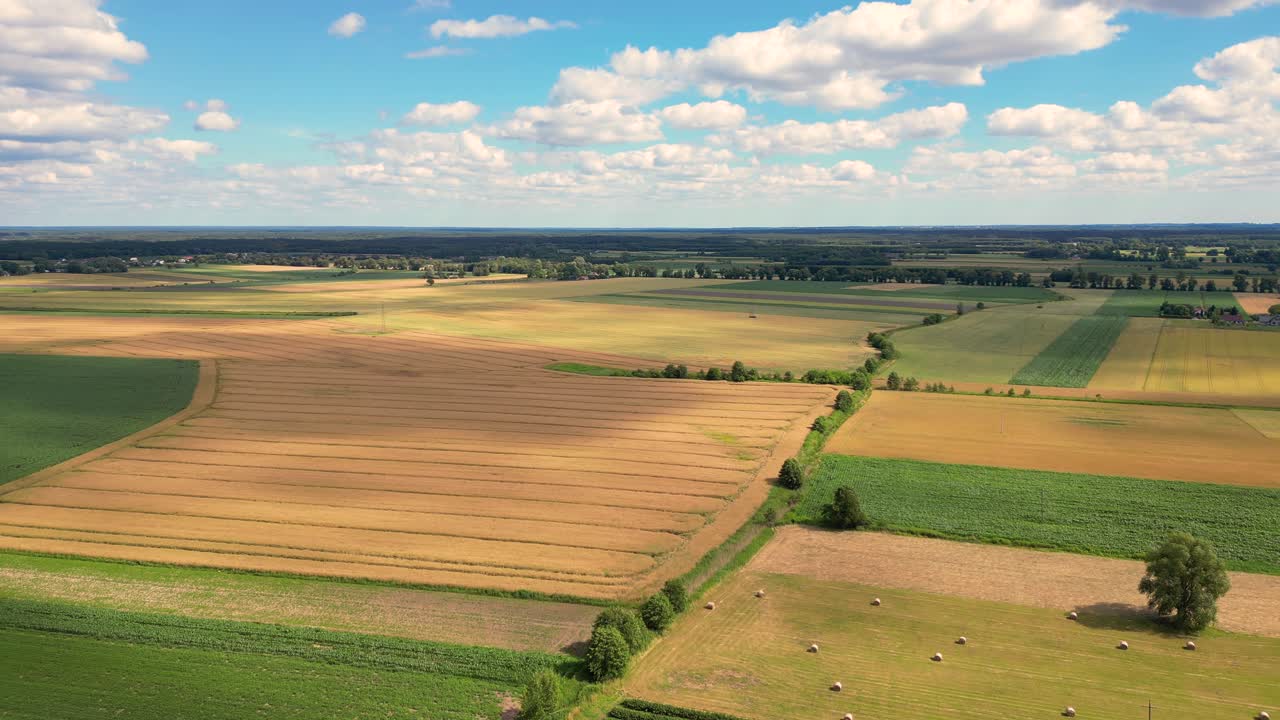 Aerial view with the landscape geometry texture of a lot of agriculture fields with different plants like rapeseed in blooming season and green wheat