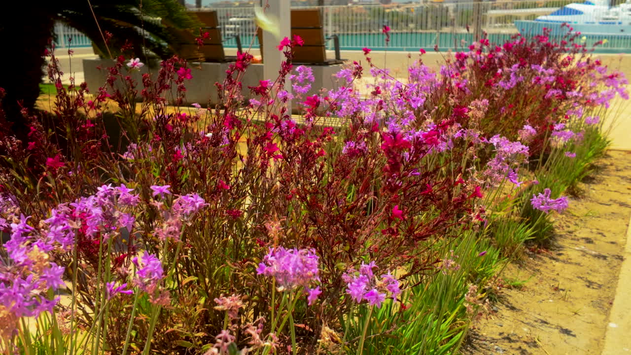 조성된 정원에서 활기찬 분홍색과 보라색 꽃이 꽃을 피우는 클로즈업, 은 배경과 멀리서 물의 한눈에 보이는