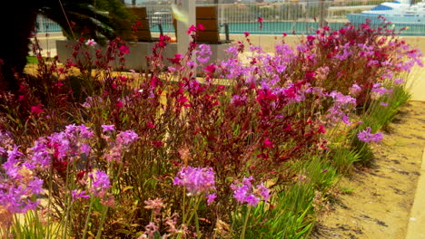 primer plano de flores rosadas y púrpuras vibrantes que florecen en un jardín ajardinado, con un telón de fondo soleado y una visión de agua en la distancia