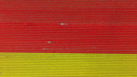 tulipanes amarillos y rojos en el campo en los países bajos, amplia antena aérea