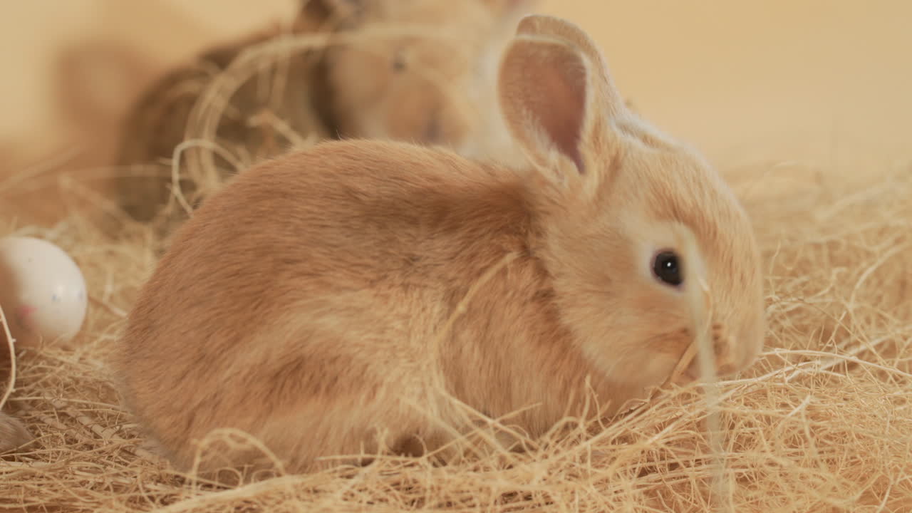 넓은 눈을 가진 털복숭이 아기 토끼가 쓰레기 사이에서 빨대를 갉아먹고 있습니다 - 클로즈업 샷