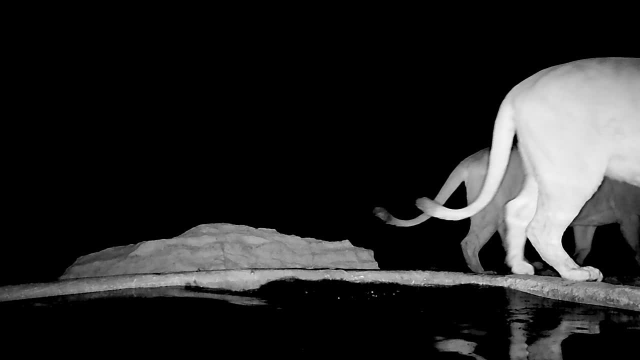 야간 모션 센서 카메라 함정은 사자녀가 물웅이 가장자리에 미끄러지는 것을 포착합니다.