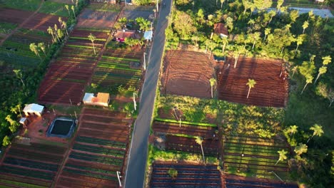 Aerial-view-of-crop-fields-with-a-road-between-them,-forward-motion-on-a-sunny-day-with-hard-shadows