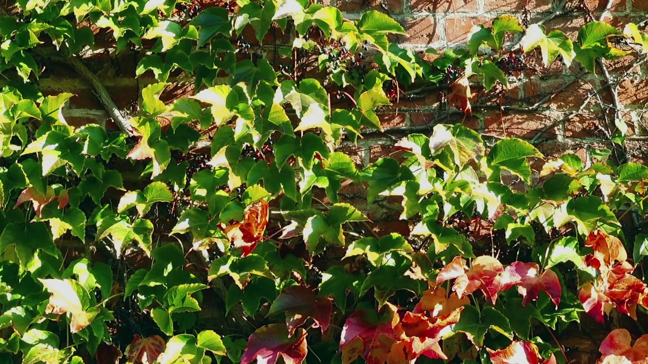 Edera sul muro di mattoni della casa. Riprese in autunno