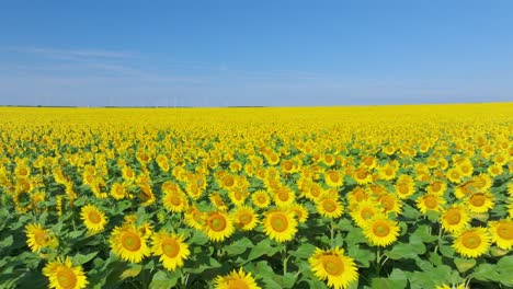 campos de girasol amarillos brillantes con parques eólicos en el fondo lejano