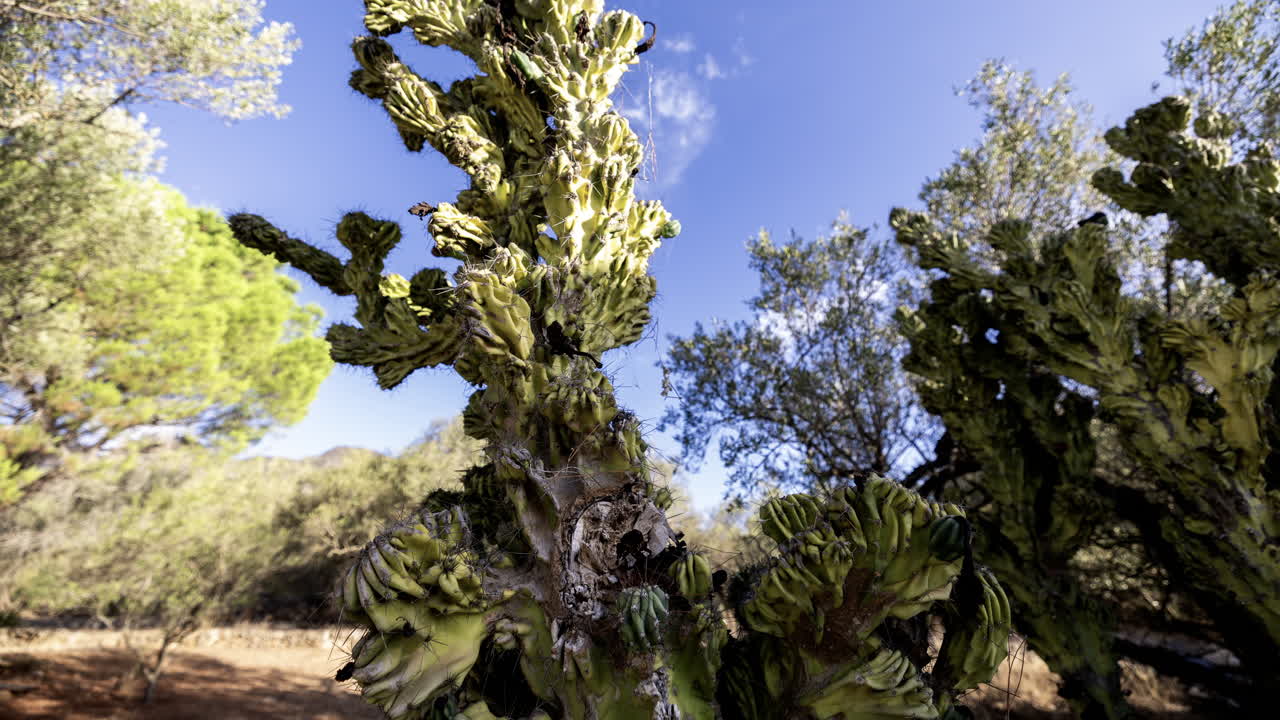 스페인 산맥의 올리브 나무