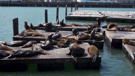 Bandada-De-Leones-Marinos-Tomando-El-Sol-En-Los-Flotadores-En-El-Muelle-39,-Puerto-De-San-Francisco,-Estados-Unidos