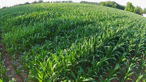 aerial footage of cornfield and farmland