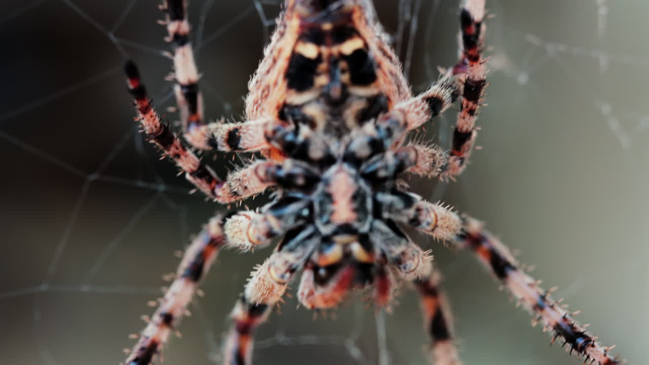 Close up of a spider sitting in its web, showing intricate details of its body and fine silk threads