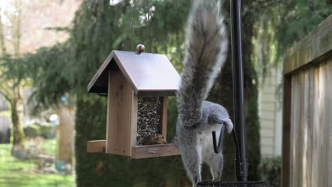 Una-Ardilla-Joven-Roba-Comida-De-Un-Comedero-Para-Pájaros-En-El-Patio-Trasero