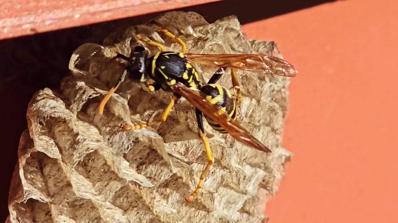 Macro de avispa moviéndose sobre la superficie de un nido de papel con estructura celular visible