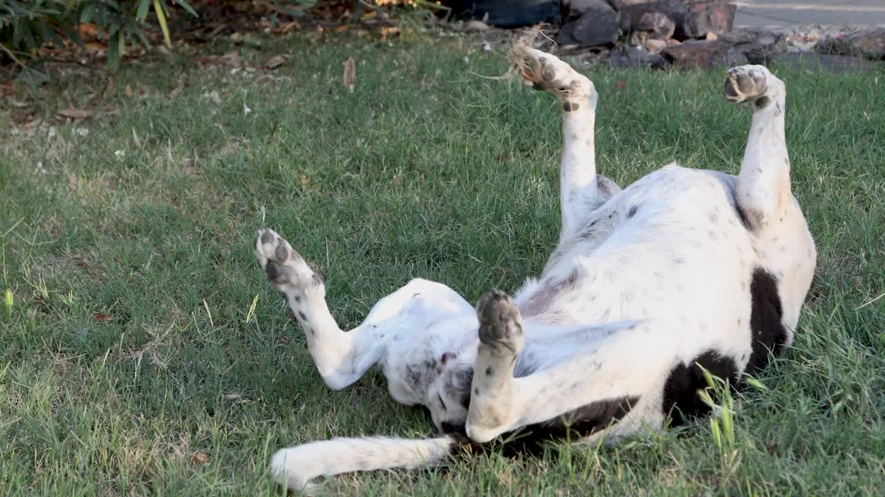 마당에서 놀고 있는 개.