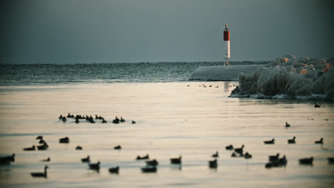 wild arctic birds swimming in icy antarctic water during sunset with lighthouse