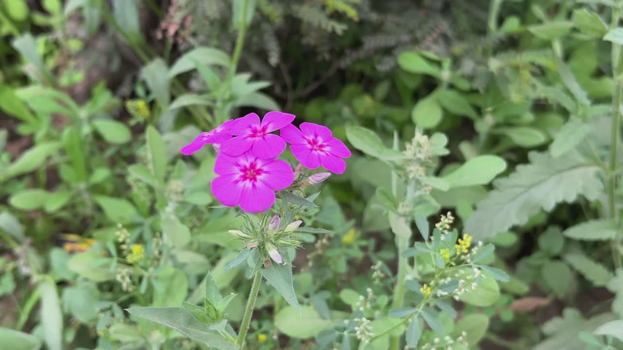 closeup of Phlox drummondii flower it is a flowering plant in the genus Phlox of the family Polemoniaceae.