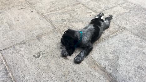 cute sleepy spaniel puppy dog sees owner, gets happy and wags tail