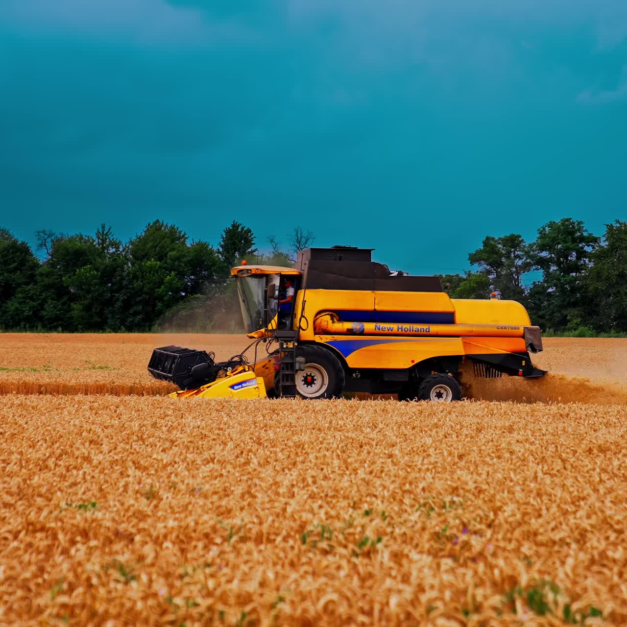 Harvester collects wheat on field. View of modern combine harvester collects ripe wheat