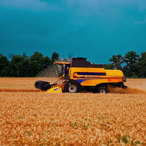 harvester collects wheat on field. view of modern combine harvester collects ripe wheat