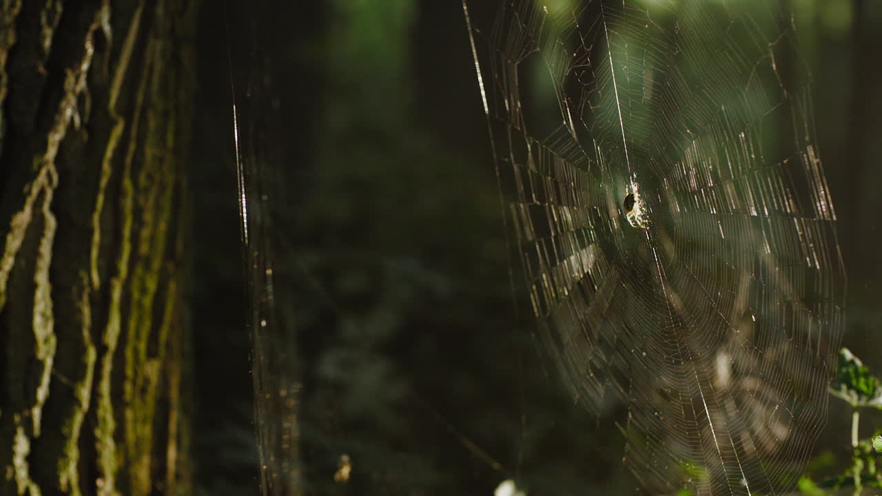 spiderweb with a spider in a dense green forest in the sunlight