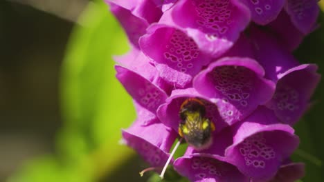 closeup of bumblebee looking for pollen in a purple-pink foxglove on a summers day