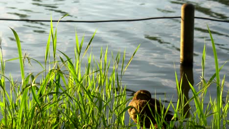 Shakujii-koen-park-in-Tokyo,-Japan,-has-many-animals-including-various-types-of-ducks