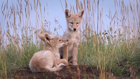 Sensational-animal-scene-of-two-adorable-sweet-cute-small-fluffy-and-furry-wild-coyote-puppies-together-by-tall-grassland-and-den-looking-at-camera,-low-vantage-close-up-portrait