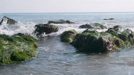 slow-motion waves on green seaweed-covered rocks